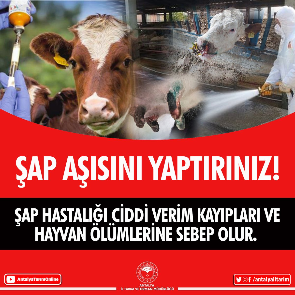 antalyailtarim's tweet image. Kıymetli Üreticilerimiz.
Sürdürülebilir ve sağlıklı bir hayvansal üretim için
#Şap aşısını yaptır, hayvanını koru.
#GelecekTarımda
#HayvanSağlığı

@FratErkal @ibrahimyumakli