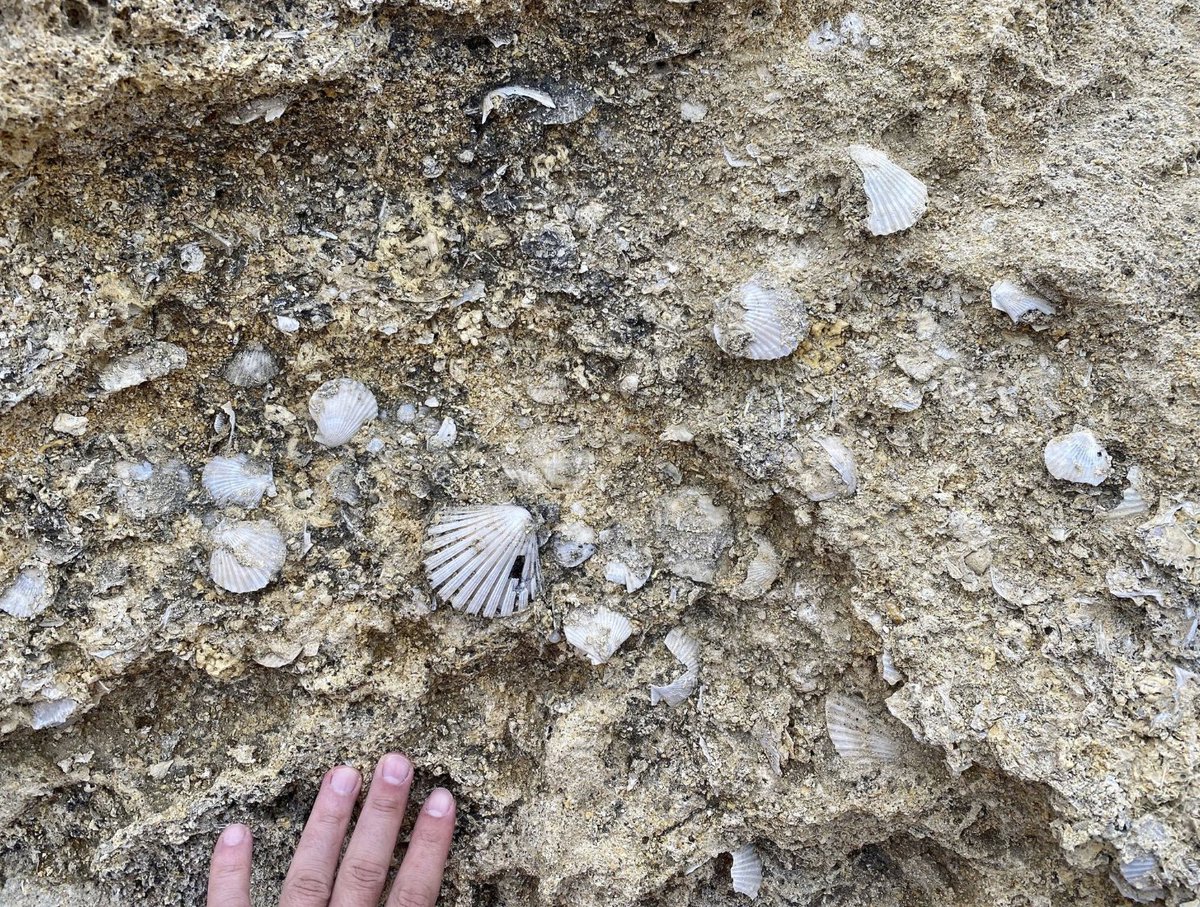 Alessandro Chiarenza tweet media