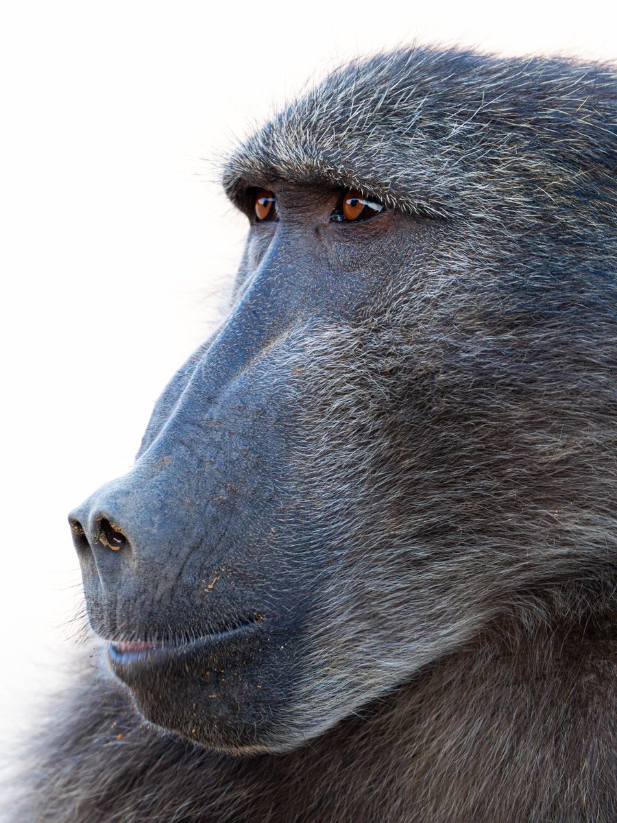 José Manuel Caballero Fernández tweet media