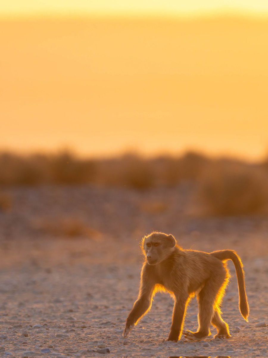 José Manuel Caballero Fernández tweet media