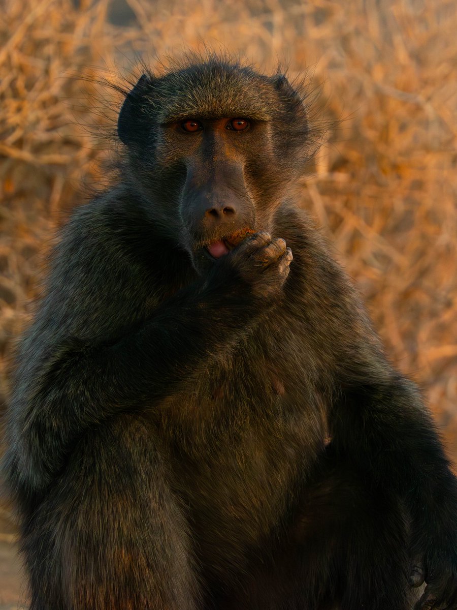 José Manuel Caballero Fernández tweet media