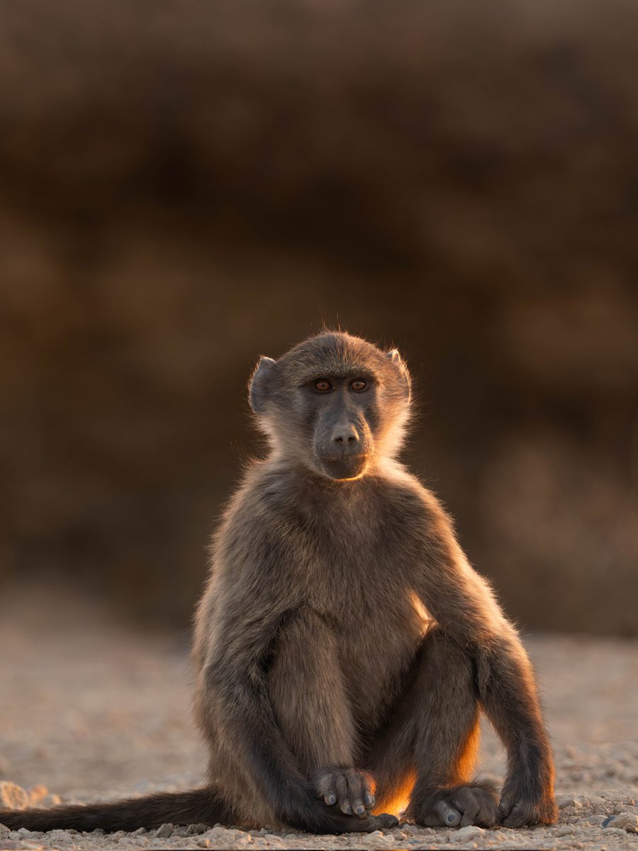 José Manuel Caballero Fernández tweet media