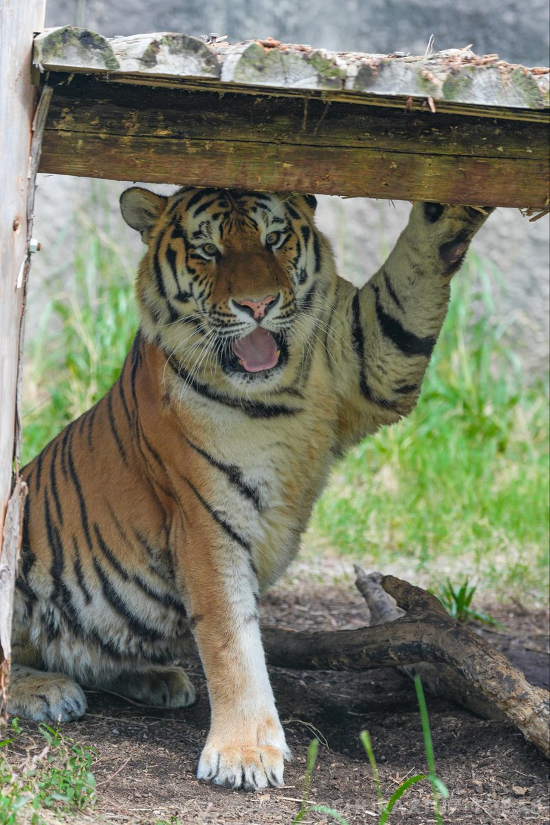 ちゅらっ🐅 (@CHURAXTU7_TORA8) / Posts / X