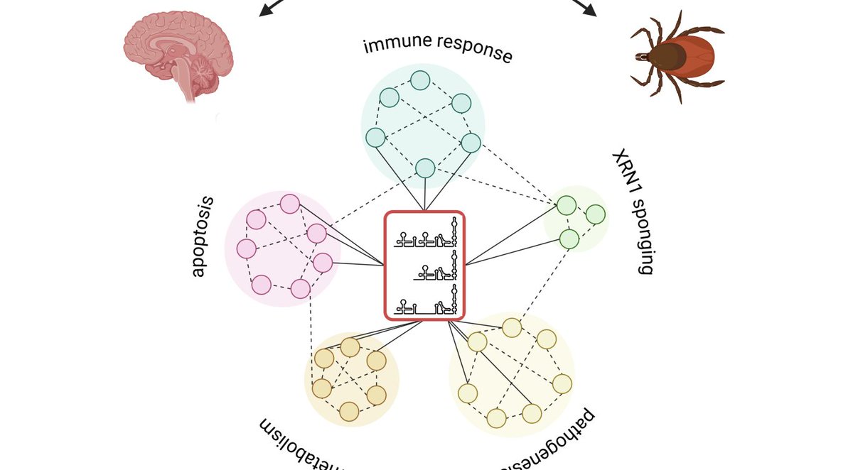 Nový česko-německý grant na Katedře chemie na studium virů přenášených klíšťaty: prf.jcu.cz/cz/?id=2977