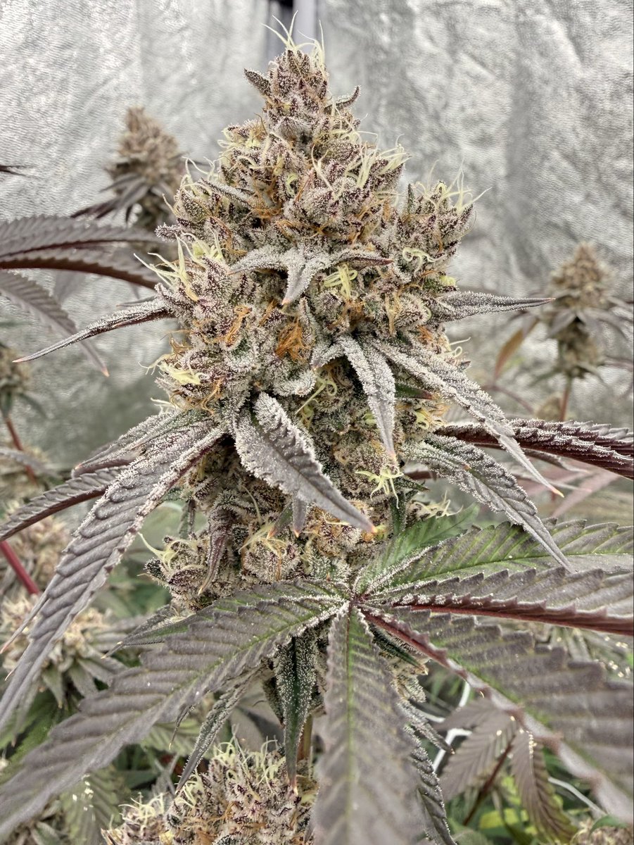 Stinkystuff's tweet photo. Tropicali
(Tropicana Cookies x Runtz)
@nineweeksjulio https://t.co/mn3SjRRBH3