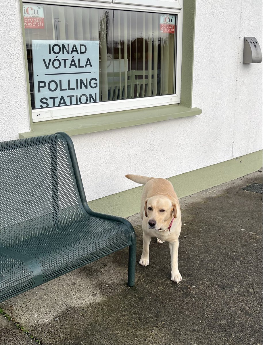 Willow at Streete polling station, Co. Westmeath. #dogsatpollingstations #Aras25 #PresidentialElection