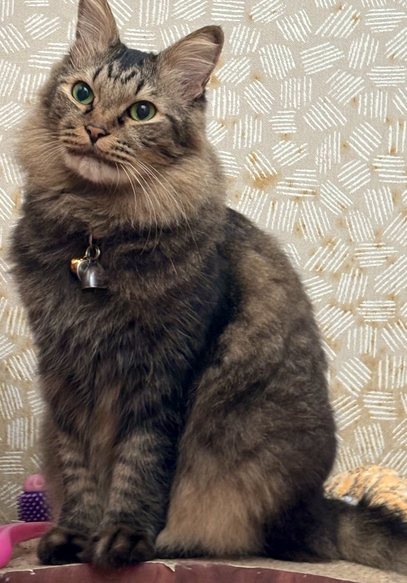 神の尾 (@magimi2816) / Posts / X