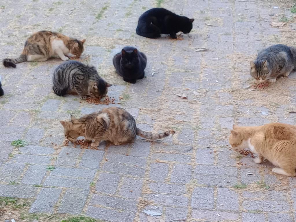 SSDRESCU's tweet image. With all sadness and oppression for those poor animals We live every day in Hunger and oppression Please, please Just look with compassion For those poor people a small pledge can happen Big difference 🙏🙏💔💔💔🙏🙏🆘🆘🆘🆘🆘🙏🙏🙏💔🍗🍗🍗🍗