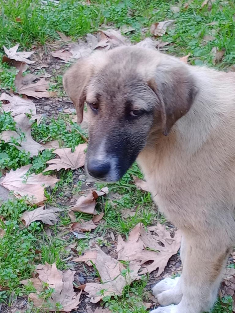 SSDRESCU's tweet image. With all sadness and oppression for those poor animals We live every day in Hunger and oppression Please, please Just look with compassion For those poor people a small pledge can happen Big difference 🙏🙏💔💔💔🙏🙏🆘🆘🆘🆘🆘🙏🙏🙏💔🍗🍗🍗🍗