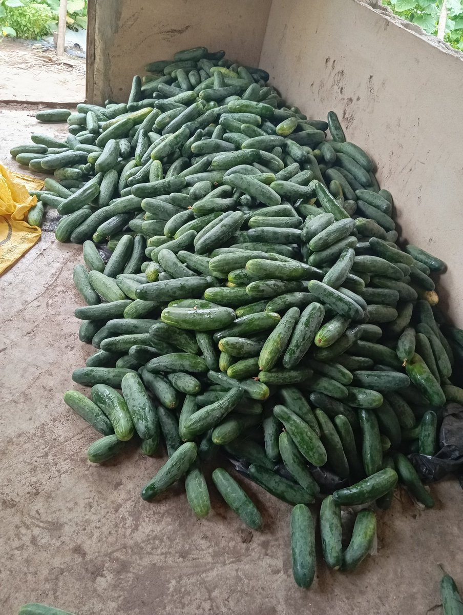 MANIRAFASHAAlb2's tweet image. #Fresh and healthy cucumbers🥒
#Cucumber farming at its best
#Green, crisp, and full of nutrients.
#Well done A refreshing crop to grow  
#Great work  Cucumbers thrive under good care.