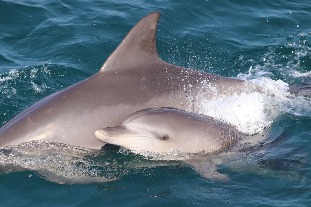 AYAKA NAGI (@ayaka__dolphin) / Posts / X