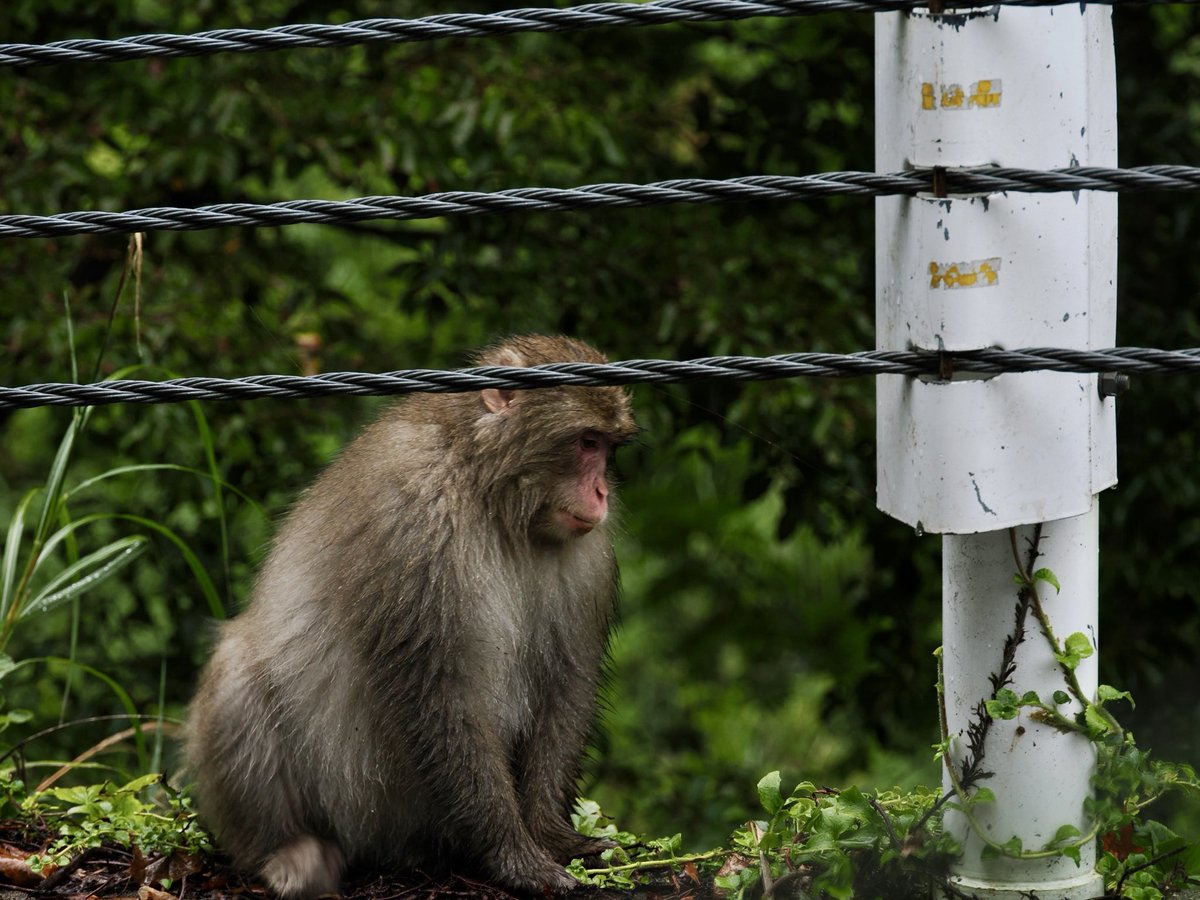 お猿さん🐒
車内から見る分にはいいけど、登山中には出会いたくないかな…