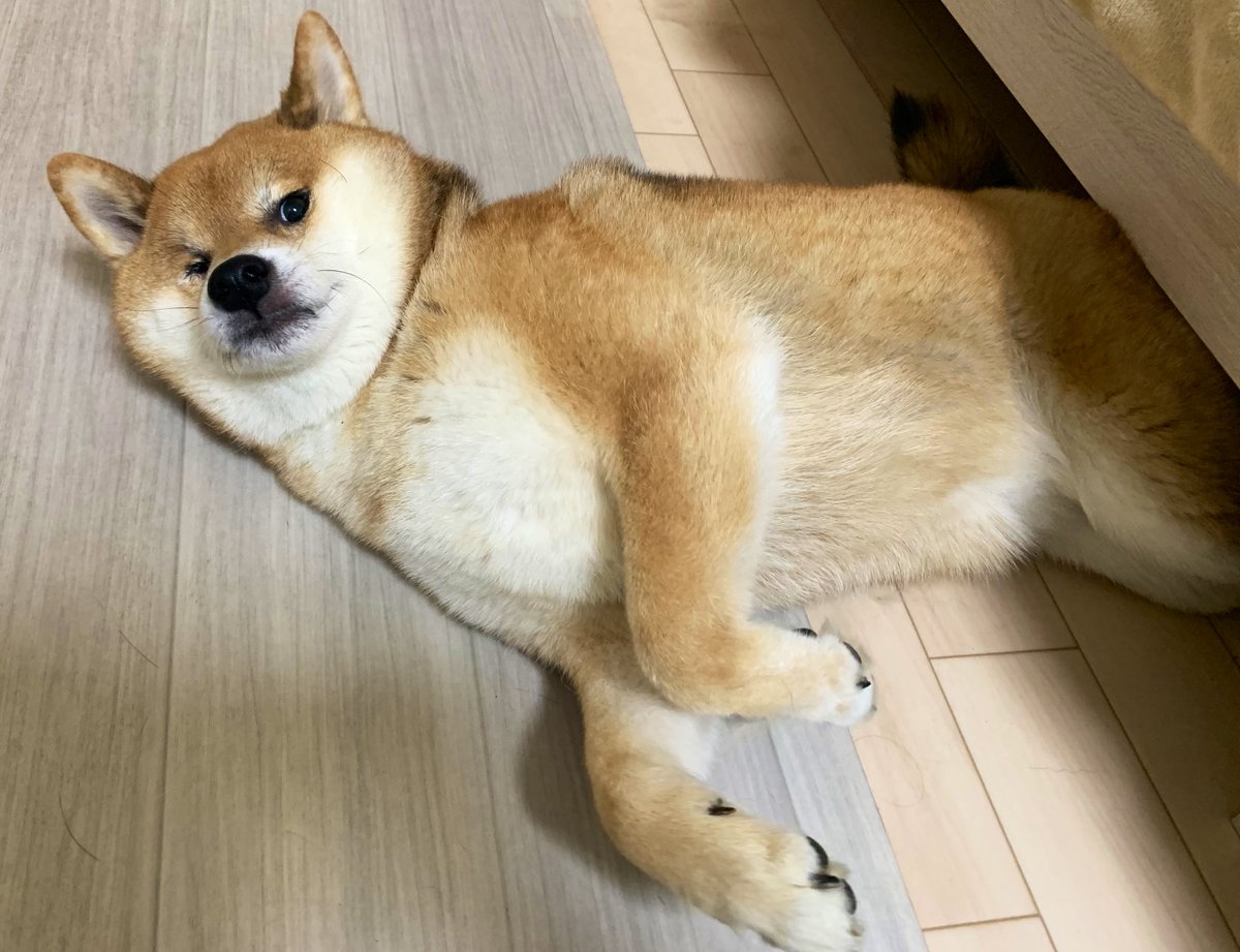 柴イヌ 735499 豆柴 - YouTube