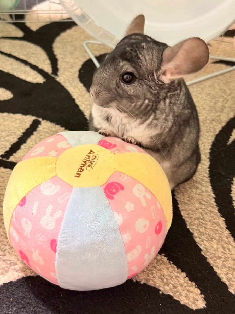 クマじいさん on X