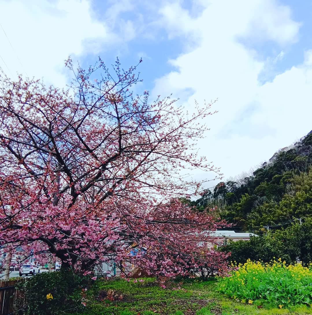 janov20's tweet image. Old photo
Winter but spring vibes
#photograph #NaturePhotography 
#ExploreJapan
