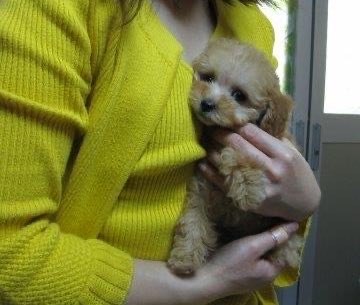 トイプーママ❤️ トイプードル♀2510D0946 - YouTube