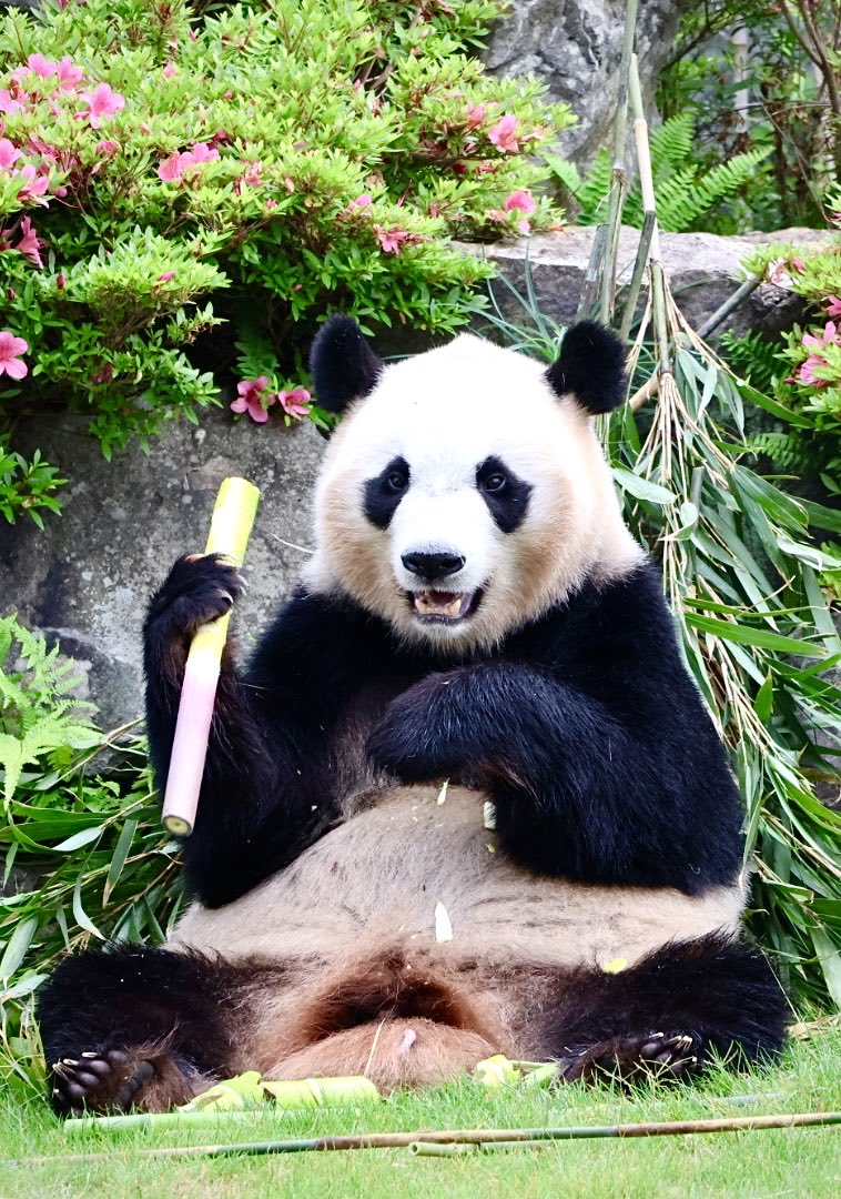 ちーじー🐼🌼 (@mutasokj) / Posts / X