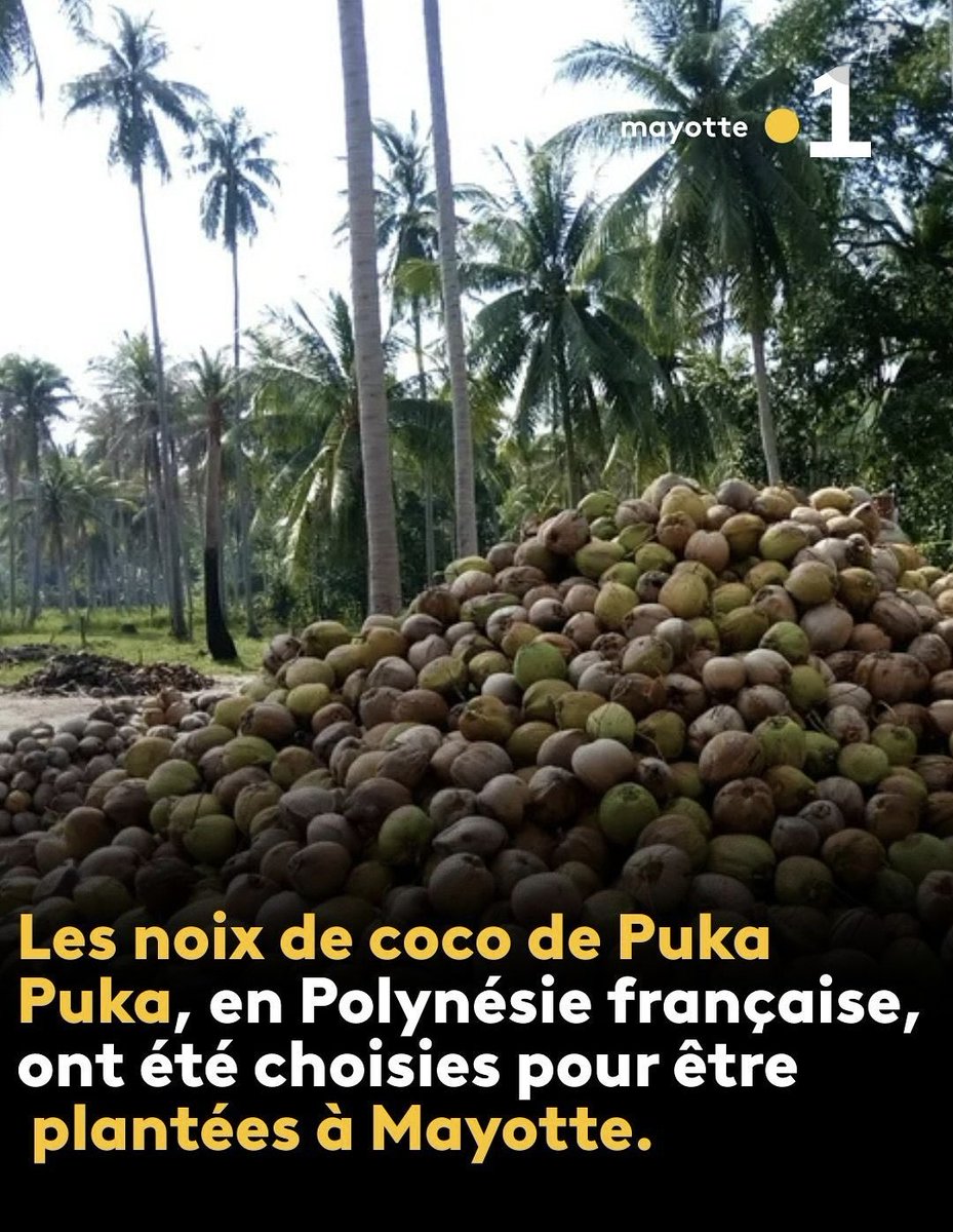 DeputeeEstelle's tweet image. Māuruuru roa à nos frères polynésiens qui vont permettre à #Mayotte de replanter du coco et de reconstruire notre #Agriculture avec 40000 plants. Magnifique #Solidarité ultramarine pour notre #SécuritéAlimentaire @nicole_sanquer @MoeraniFrebault