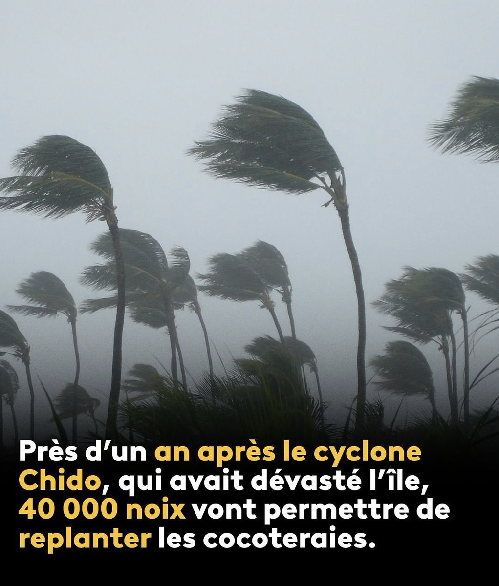 Māuruuru roa à nos frères polynésiens qui vont permettre à #Mayotte de replanter du coco et de reconstruire notre #Agriculture avec 40000 plants. Magnifique #Solidarité ultramarine pour notre #SécuritéAlimentaire <a href="/nicole_sanquer/">Nicole SANQUER</a> <a href="/MoeraniFrebault/">Frebault Moerani</a>