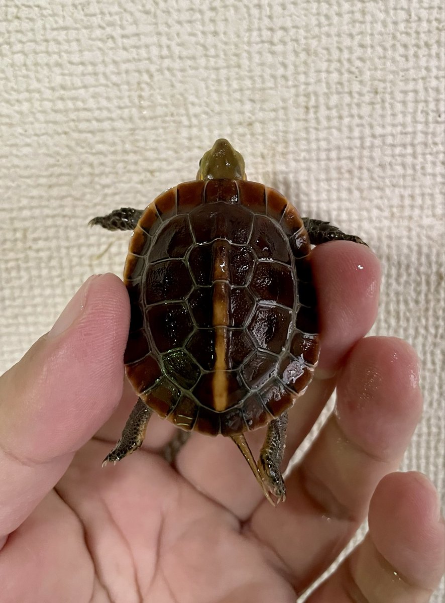 3鳥　カメックス　まとめ GLOBAL ANIMALS on X