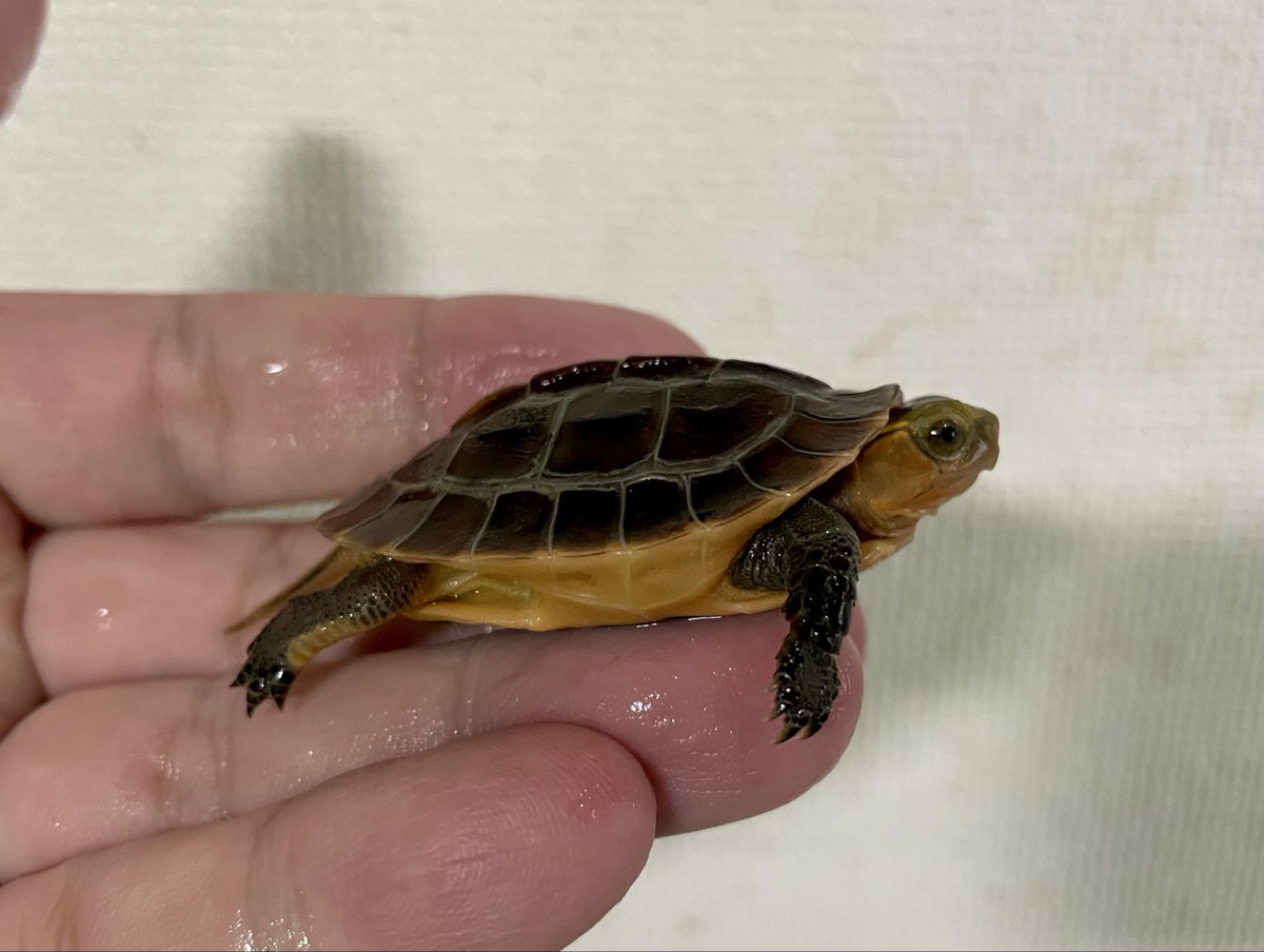 3鳥　カメックス　まとめ GLOBAL ANIMALS on X