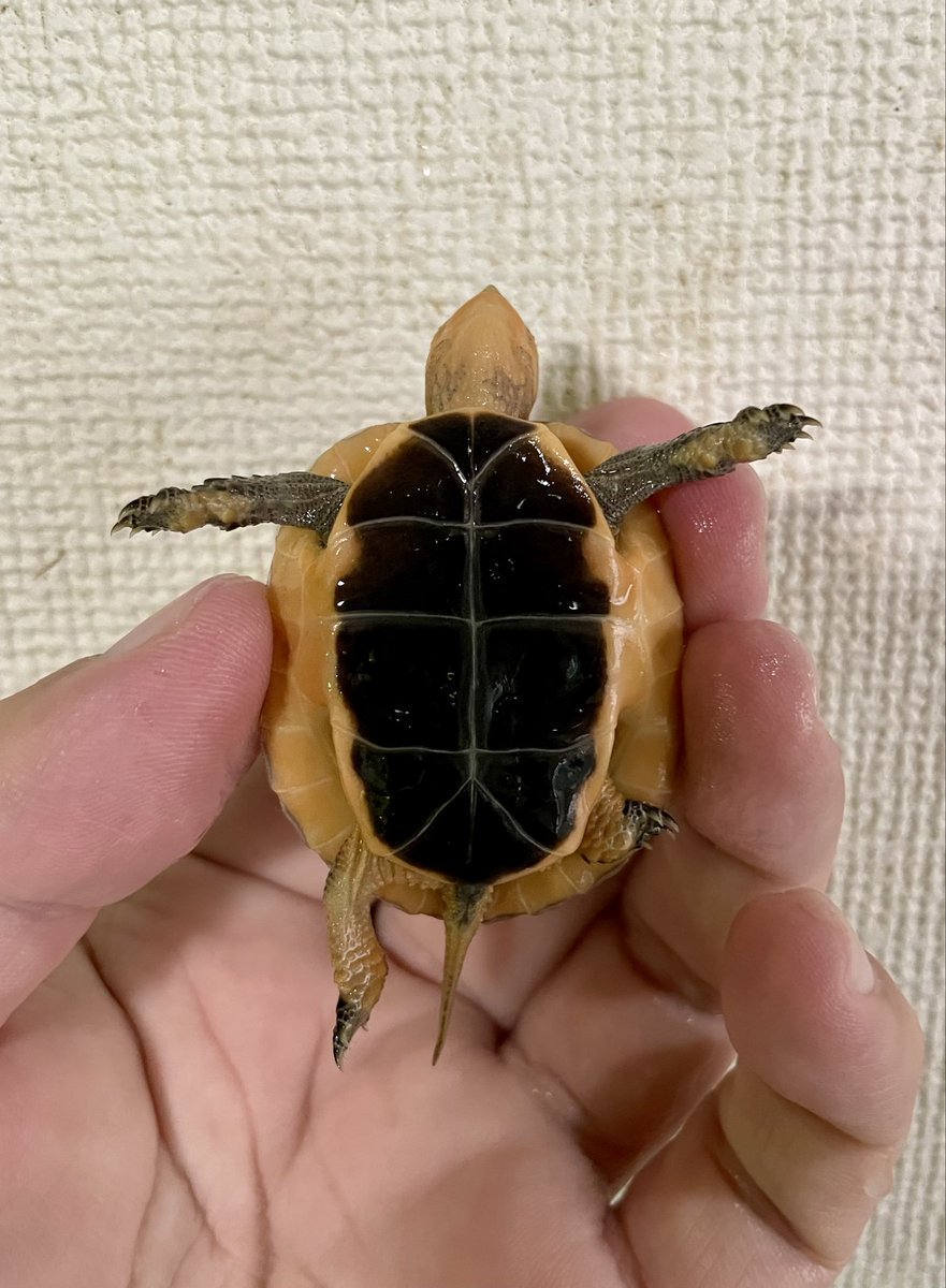 3鳥　カメックス　まとめ GLOBAL ANIMALS on X