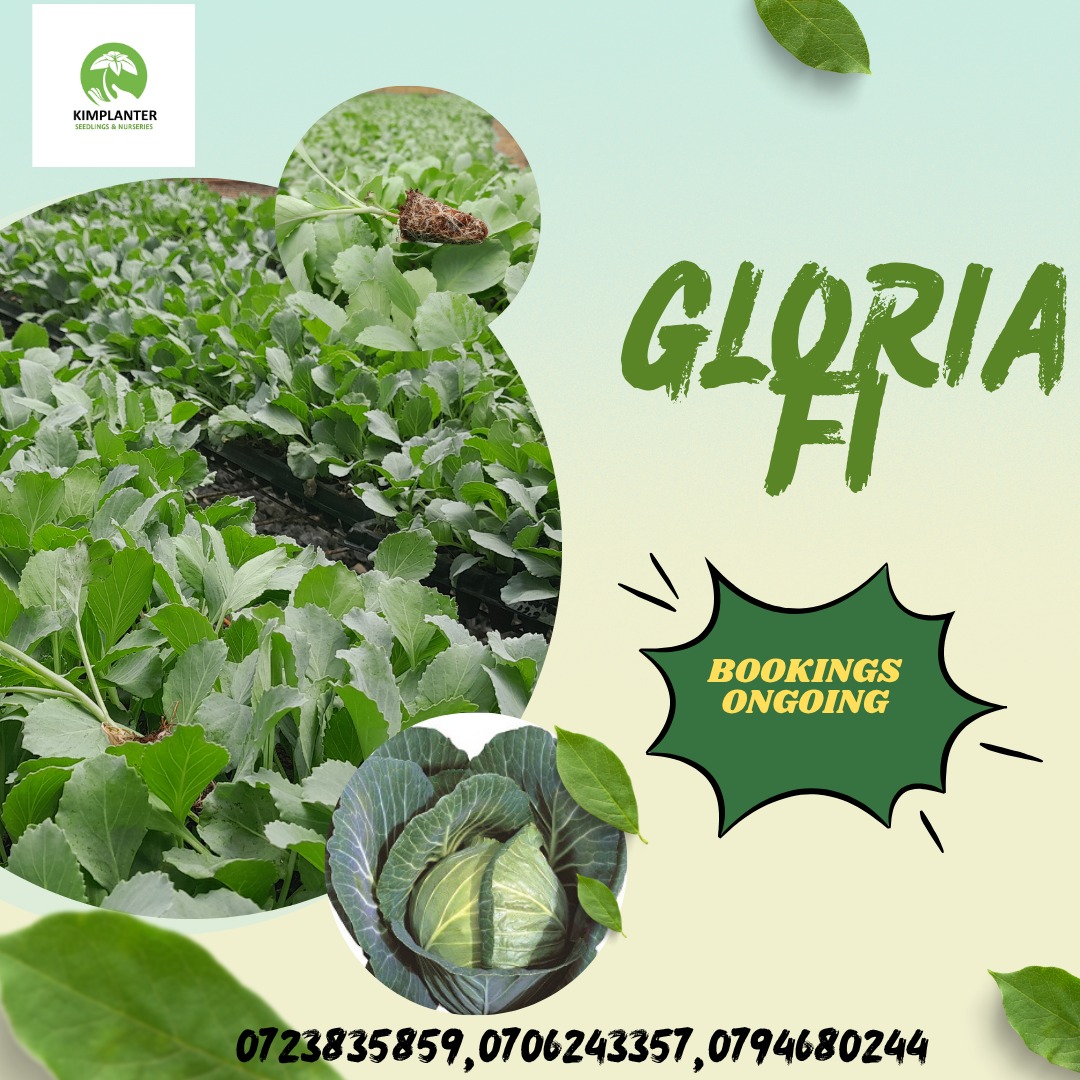 Kimplanter seedlings tweet media