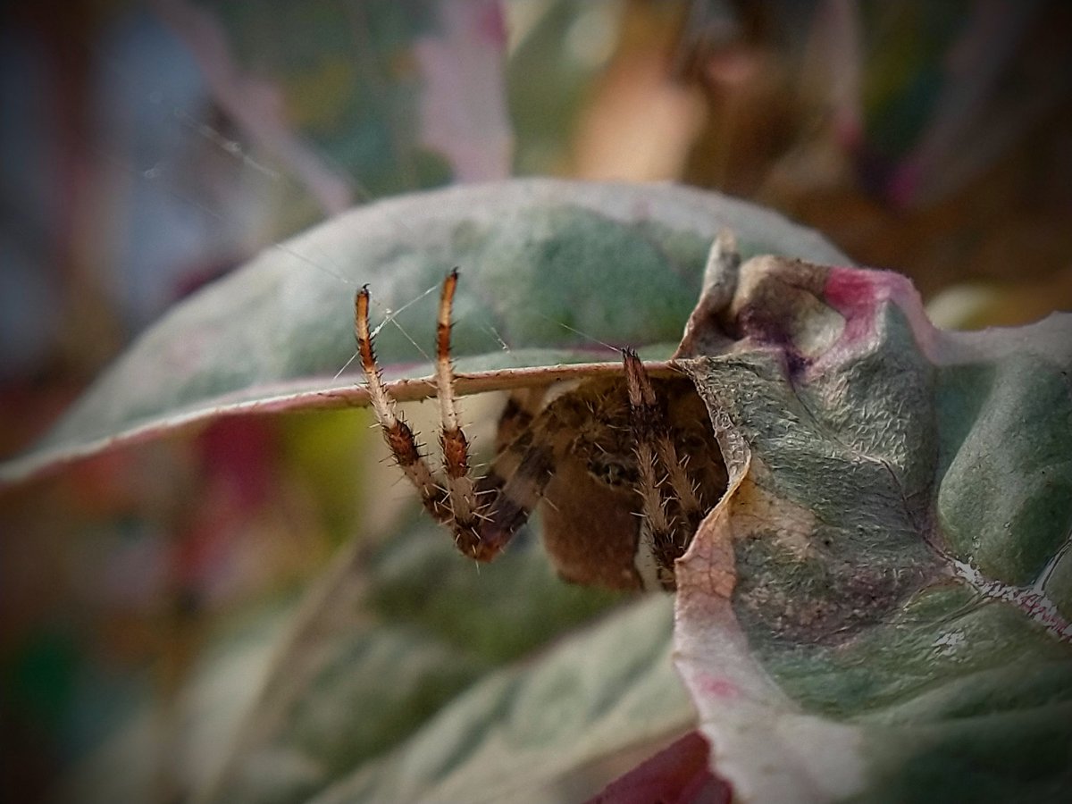 SewellLeigh's tweet image. Fly fishing 😊

#autumn #spiders #nature #wildlife #fridaymorning #NatureLovers #NatureBeauty