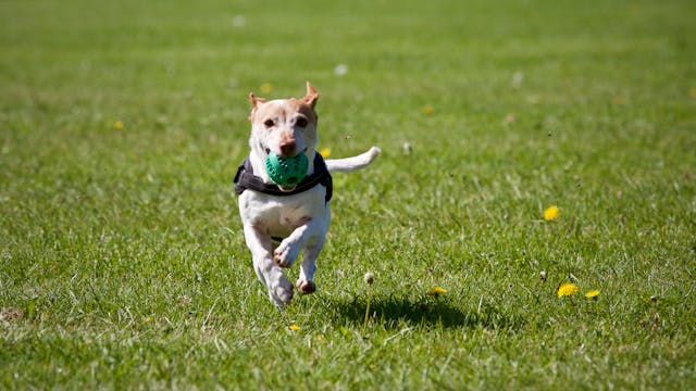 td8521's tweet photo. Whenever I see my beloved dog running happily in the sunshine, I always feel a little warm in my heart. Its carefree look seems to tell me that there are always things worth being happy about in life. https://t.co/YX30ZvSy8L