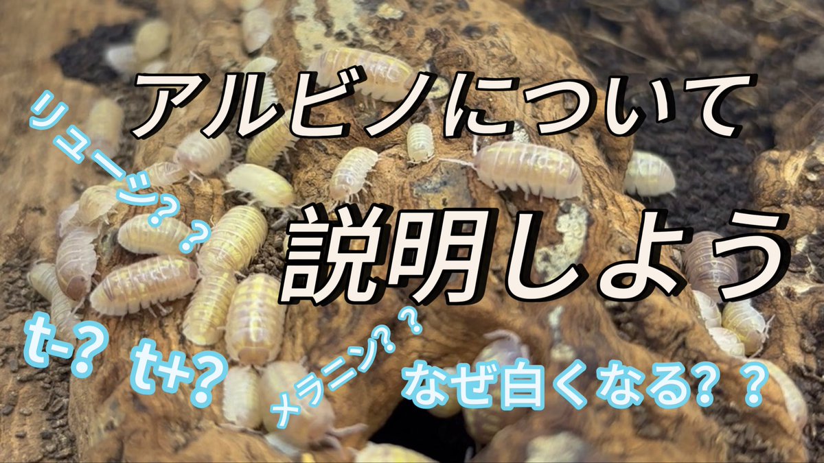 まるころ商店 (@marukorosho_ten) / Posts / X