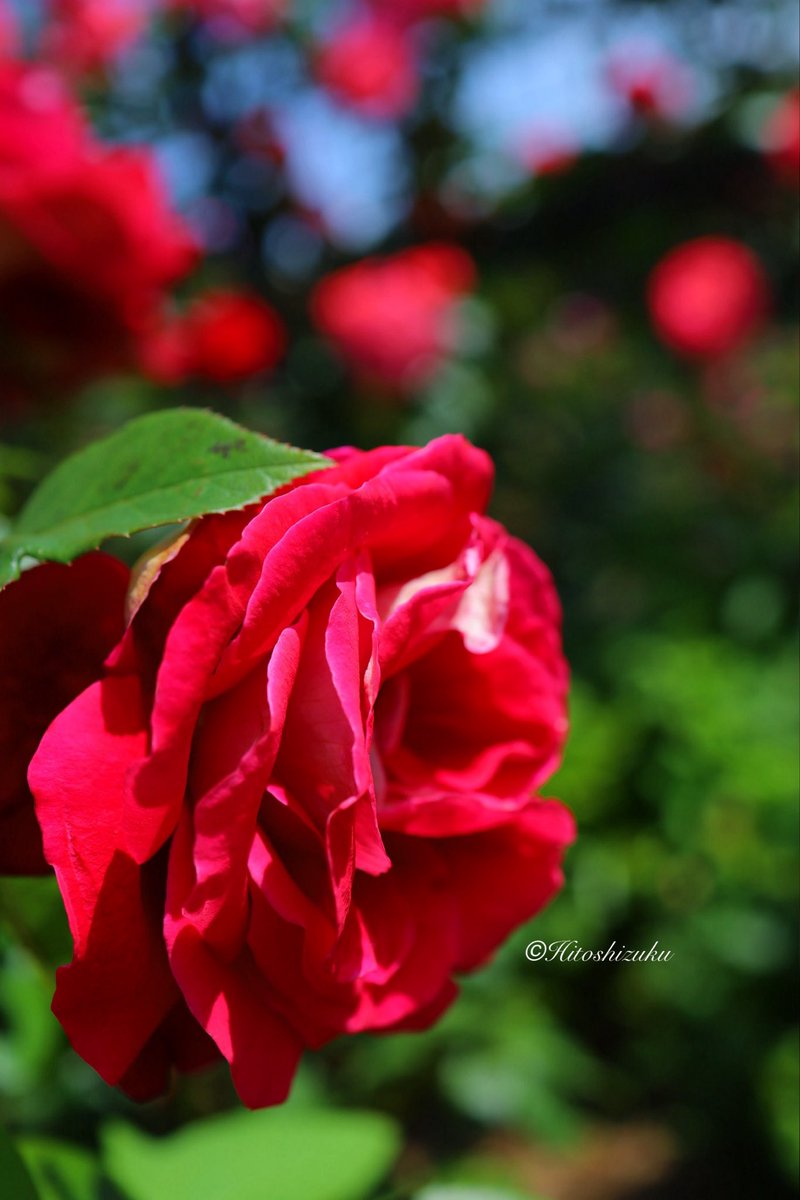 pipiri　ありがとうございます(^^) 通 KAWASAKI NINJA ZX-4RR 2023 - 2025 COWLING,SIDE COWL.,LH,LWR