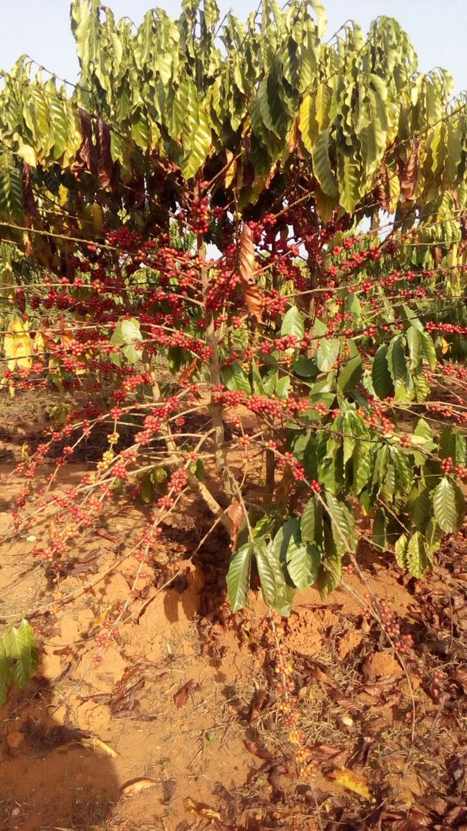 JeanBamanisa's tweet image. Le Blé 🌾 pousse aussi en RDC ;
En Ituri le projet s’est arrêté à cause des CODECO !
Dans le Katanga, Go Congo plante