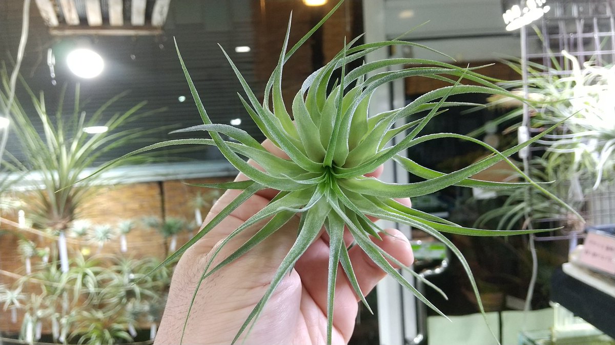 KN ティランジア スプレンゲリアナxゲミニフローラ（TILLANDSIA