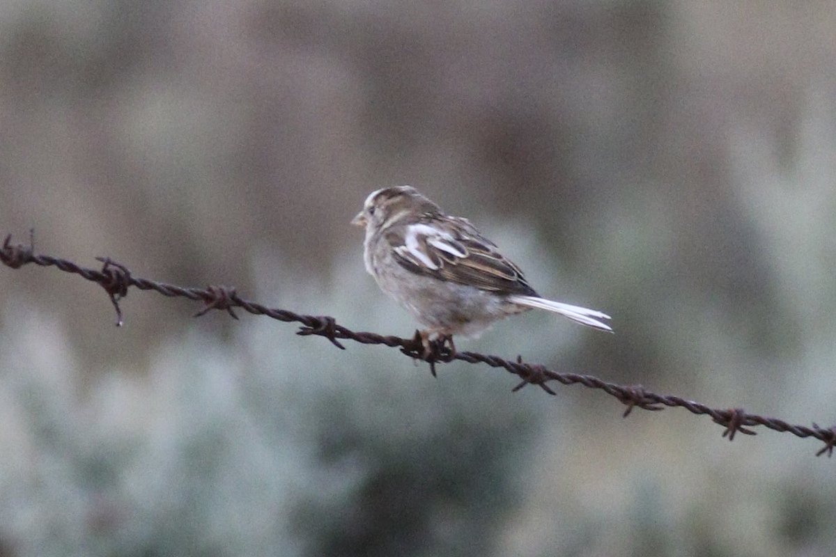 There are countless House Sparrows around our home and I normally wouldn’t bother but this one is a bit different. A partial leucistic House Sparrow. #brucebirdlife