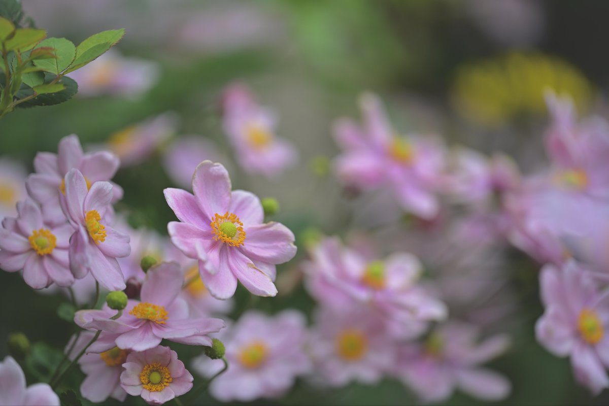 【するめページ】 📸kazumi (@zf1118kazumi) / Posts / X