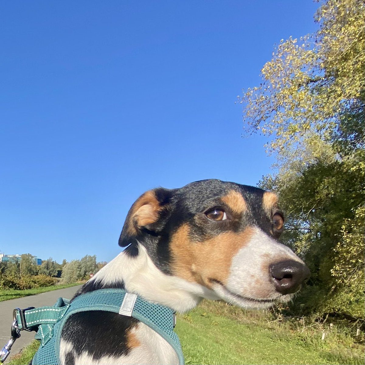 #vrtweer <a href="/Weerbord/">Weerbord☀️☔️</a> <a href="/MeteovistaBe/">meteovista.be</a> <a href="/HetweerinBelgie/">Meteo Reni - Het weer in België</a> <a href="/BuienradarBE/">BuienradarBE</a> <a href="/HendrikRemue/">hendrik.remue@gmail.com</a> 
Melle, 24/10, 11.16,