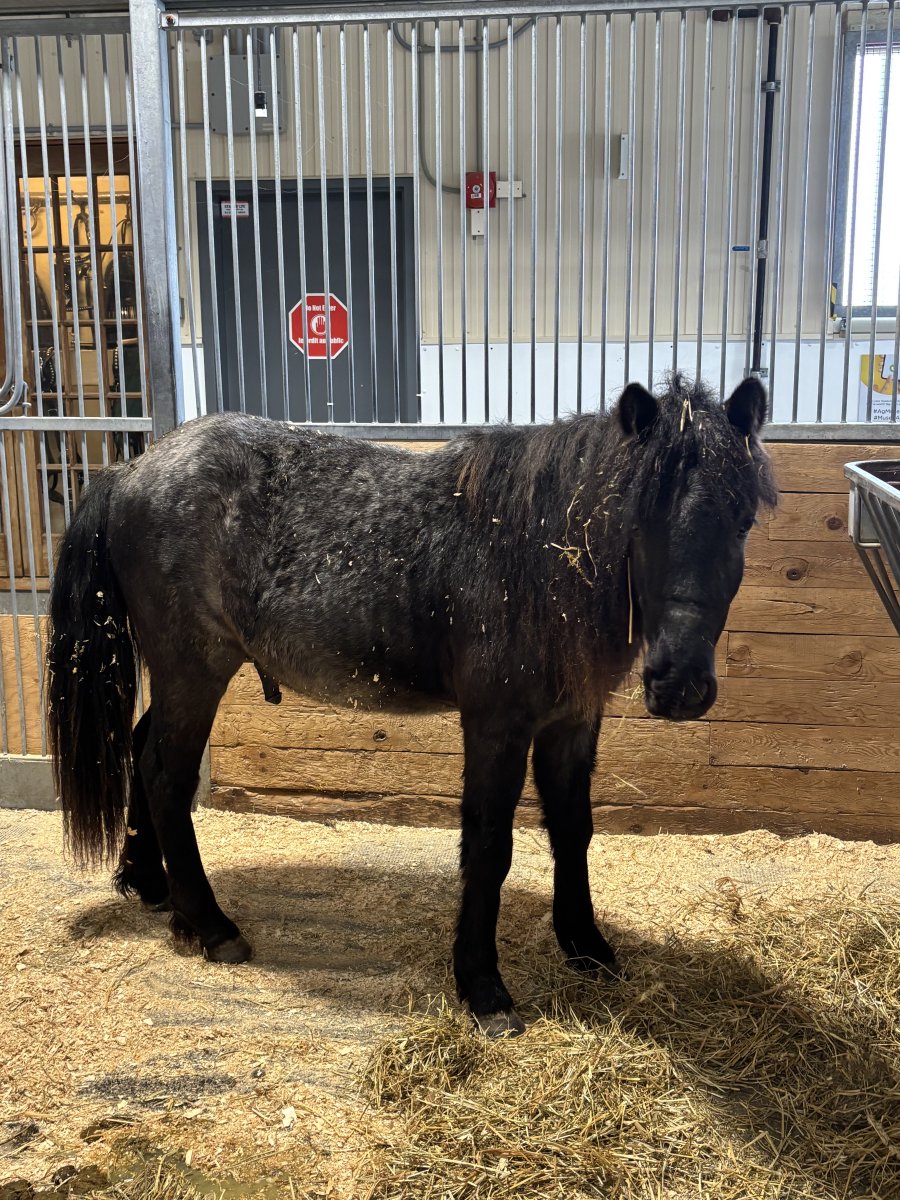 Have you noticed something different about Chaska, the Newfoundland pony? His coat has changed colour! 
About 10% of this rare breed have a special “radical changer” trait — their coats shift with the seasons. Come see his new look next time you visit!