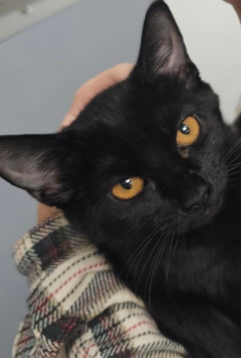 cats with powerful impression 🐾 tweet media