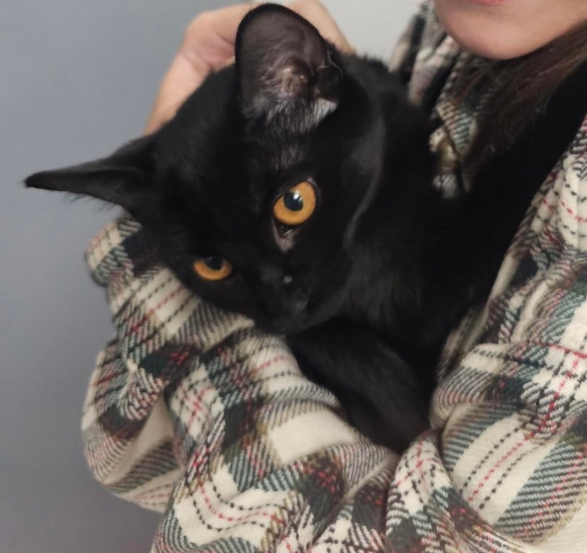 cats with powerful impression 🐾 tweet media