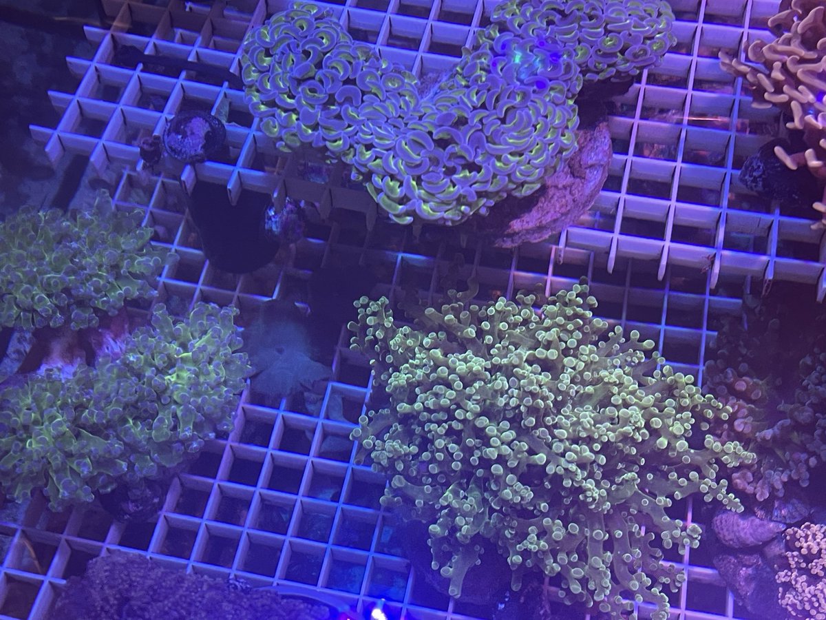 貝。サンゴ REEF-TRIGGER on X