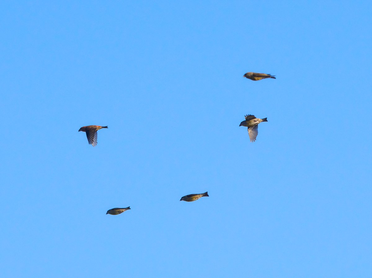 Beachy Head: It's that time of year when finch flights become most apparent, this mornings 50+ Crossbill made up part of a large movement which also contained, Siskin, Redpoll, Goldfinch, Chaffinch &amp; Brambling. A Woodlark also went west. <a href="/SussexBirding/">Sussex Birding</a>