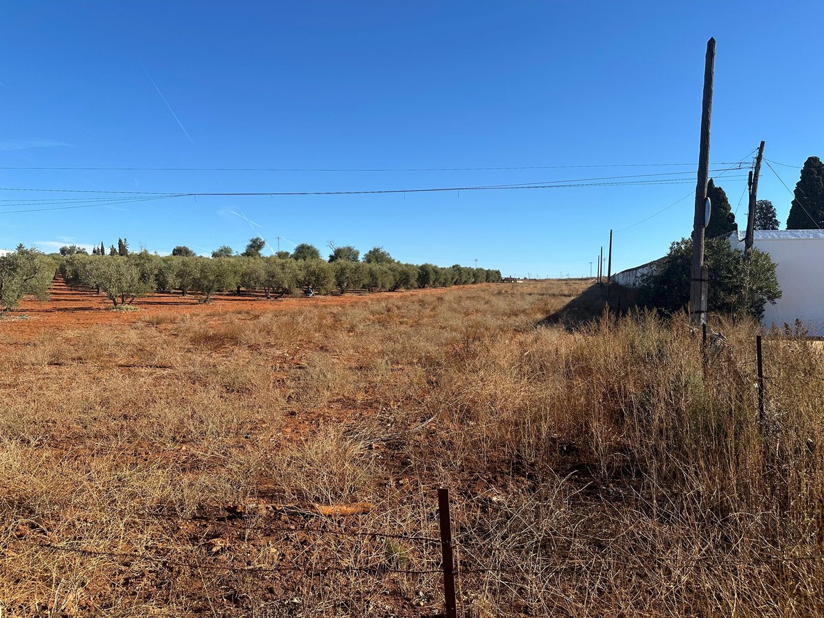 👷 Publicada en la Plataforma de Contrataciones del Estado la ejecución de obras de la primera fase del proyecto “Segunda ampliación Cementerio Municipal San Francisco” con un importe de 236.710€.