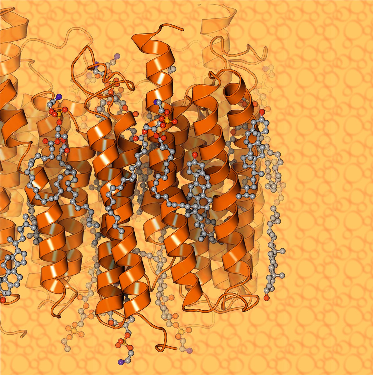 Here you can see a cryoEM structure of the Kalium channelrhodopsin 1 from Hyphochytrium catenoides (PDB code: 9CDD)
Rendering by Francisco J. Enguita (<a href="/fenguita/">Francisco J. Enguita</a>) made with #ProteinImager

3dproteinimaging.com/protein-imager…

#SciArt #molecularart #channel #potasion #hypochytrium #cryoem