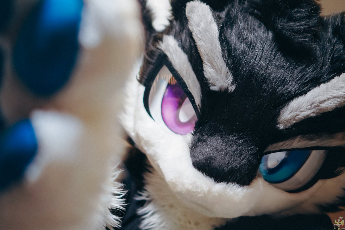 -看哪呢🎶

📸：<a href="/pio1840708/">pio</a>
#FursuitFriday