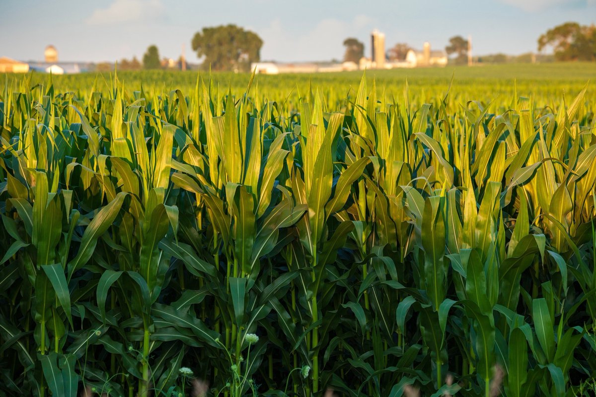 AZoSensors's tweet image. A new study found that fusing LiDAR, thermal, and multispectral sensors with ensemble ML boosted biomass accuracy across all stages of corn growth. azosensors.com/news.aspx?news… #AgriTech #AZoSensors #SmartFarming