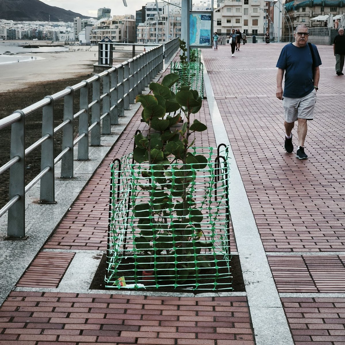 Mi playa de Las Canteras 🏊🏻♀️🦈 tweet media