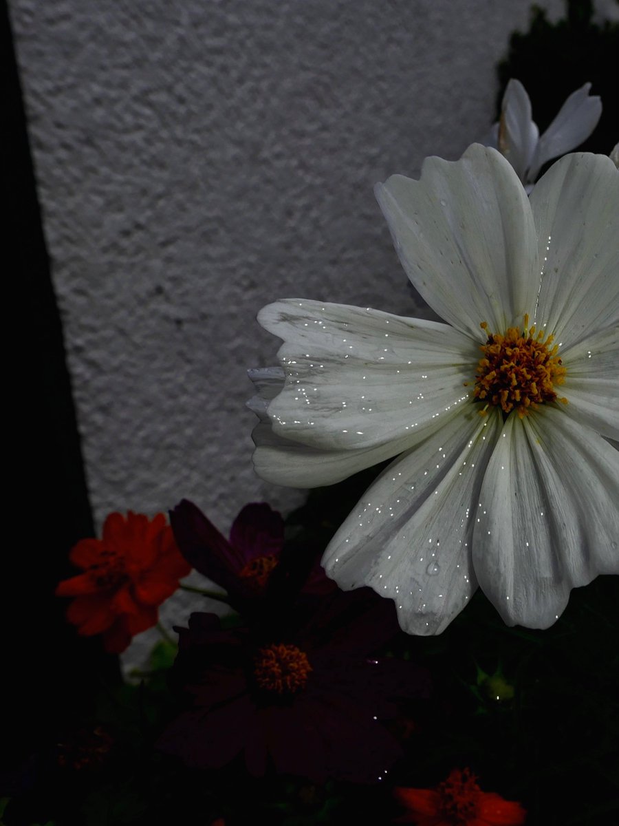 肉質画　【花】サインあり 1793c789a1f3120b5586f90b7d0870