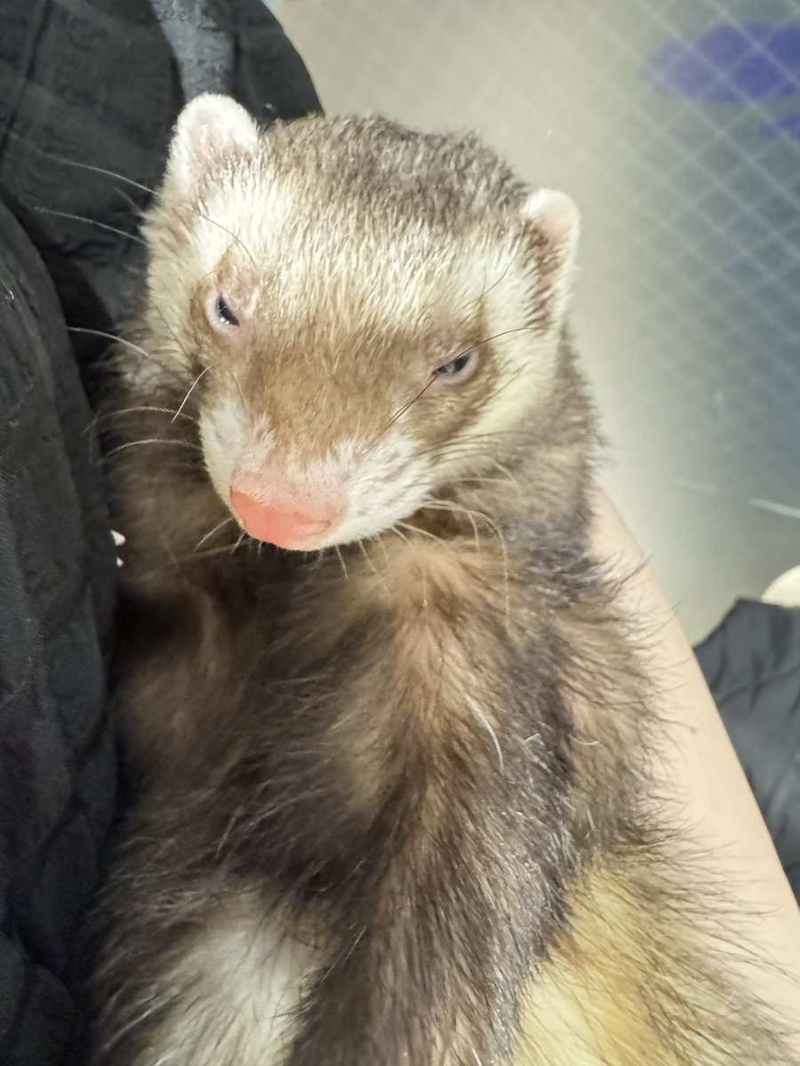 歯肉腫瘤切除術、無事にしてもらえました！
無理言ってすみませんありがとう先生！！！
いっぱい撫で撫でヨシヨシしてくれた助手のお姉さんもありがとう！！！

いやぁ…グロかった

本当によく頑張った…ありがとう…！！！

因みに左ﾁｸﾋﾞらしき位置の出来物もついでに焼いてもらいました南無🙏