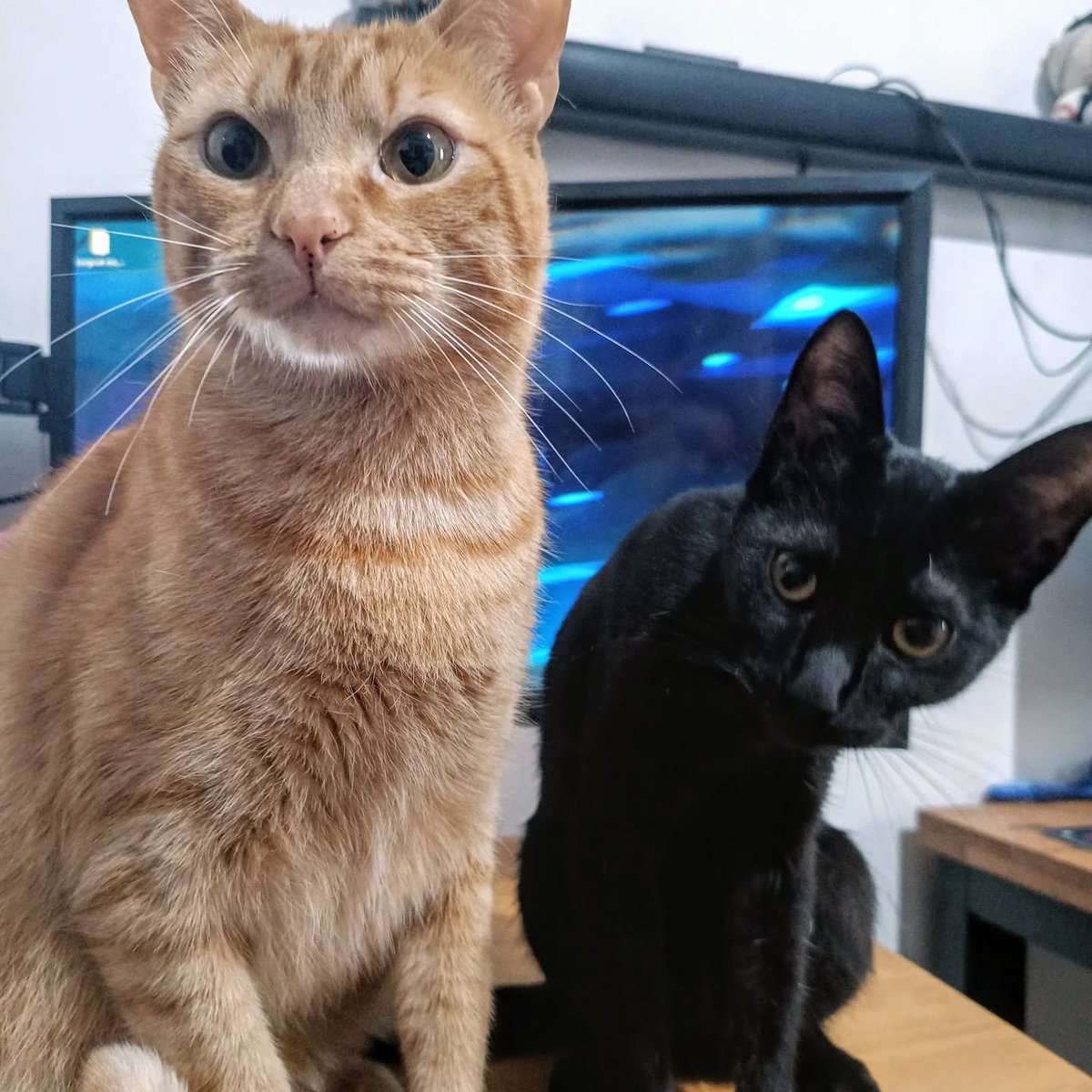 rainy day great for painting. my halloween decorations are ready for next week but they move too much (sorry i cant take pictures)

i never introduced Diana here, Yoru's annoying shadow