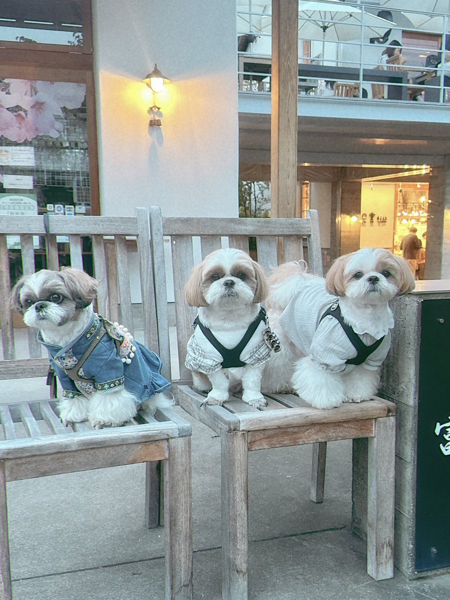 山中湖旅ラスト▶️寄り道しすぎて
お目当てのお店の閉店時間すぎてた
ガッカリ3ワンズ🐾

#シーズー #shihtzu